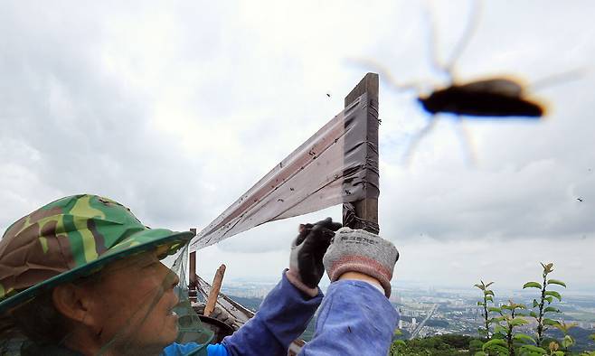 6월 30일 오후 인천 계양구 계양산 정상에 붉은등우단털파리(러브버그) 무리가 대량 출몰한 가운데 계양구청 공원녹지과 산림보호팀 관계자들이 방역 및 날벌레 트랩을 설치하고 있다. 뉴스1