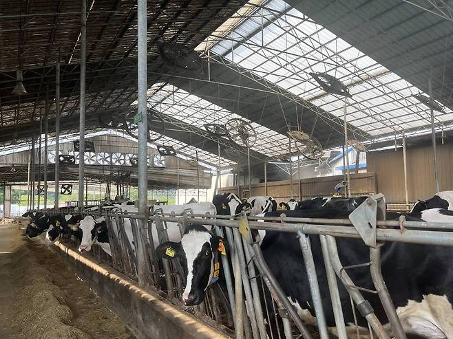 도내 소 축사장 전경.