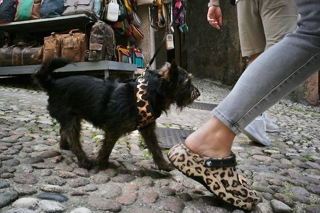 Z세대는 반려동물을 '가족'으로 인식하는 경향이 강하다. 이에 발맞춰 반려동물과 함께 떠날 수 있는 항공편이나 특별한 추억을 공유할 수 있는 여행 프로그램이 인기를 끌고 있다. 픽셀스.