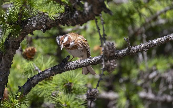 정수리 머리깃을 잔뜩 세운 흰머리멧새 수컷이 시베리아잎갈나무 가지에 앉아 주위를 살피고 있다. 정수리와 뺨, 가슴 위쪽의 흰색과 멱, 가슴 아래쪽의 적갈색이 어우러진 여름깃이 화려하다. 몽골 초원과 타이가 숲에서 번식하는 대표적인 새 중 하나다. 2014년 경기도 파주, 2023년 경기도 시흥, 2024년 강원도 철원에서 나타났다.