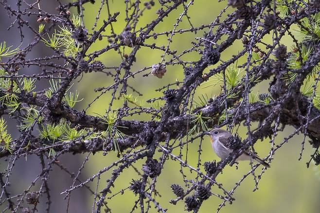 턱 밑이 주황색인 흰꼬리딱새는 한반도를 통과하는 나그네새다.
