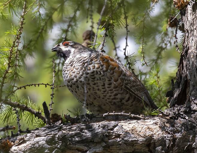 숲이 우거진 산림에서 서식하는 들꿩은 위협을 느낄 때 멀리 달아나지 않고 근처 나뭇가지 위에 날아가 앉는다
