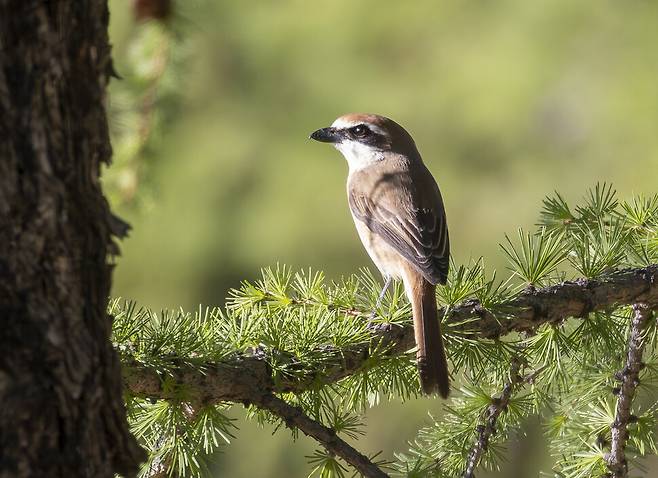 홍때까치(노랑때까치의 아종)의 별명은 도살자. 잡은 먹이를 나뭇가지나 가시에 꽂아 저장하는 습관이 있다.
