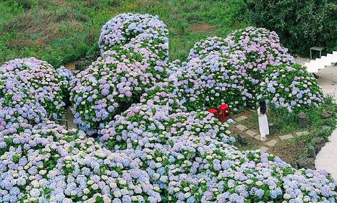 사람 키보다 더 큰 수국 속에 폭 파묻힐 수 있는 미레이나. /사진=한국관광공사