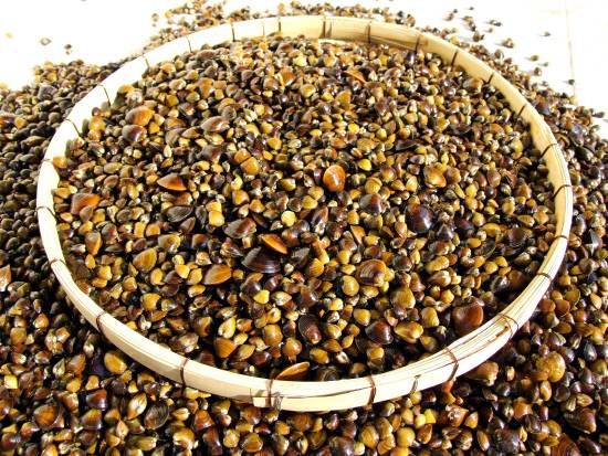 섬진강에서만 만날 수 있는 귀한 보물, 하동 재첩. 사진=하동군