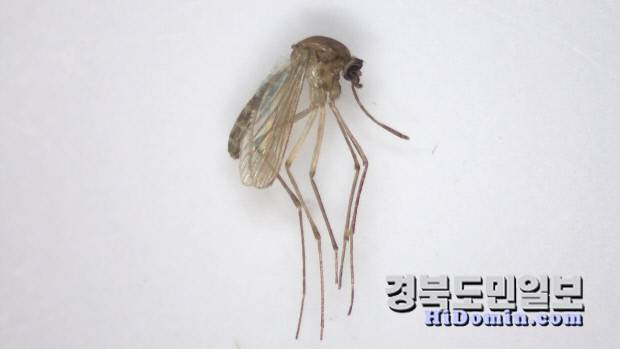 7월 1일 도내 대표 감시지역(영천시 금호읍 일대)에서 진행한 조사에서 채집한 524마리 모기 중 올해 처음으로 일본뇌염 주 매개모기인 작은빨간집모기 4마리를 확인했다.