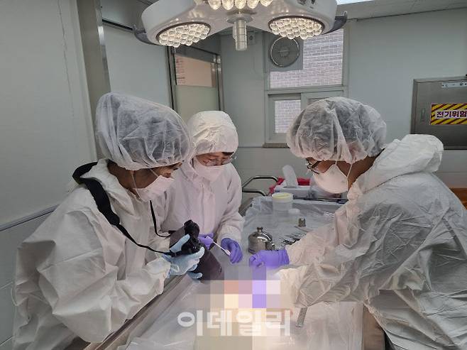 경기도동물위생시험소 관계자들이 사망한 고양이 사체를 부검하고 있다.(사진=경기도