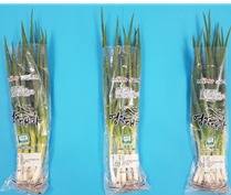 뿌리째 필름 포장한 대파 (농촌진흥청 제공) 2025.07.07 /뉴스1