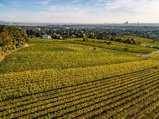 스테판 푹스-슈타인클라머 와이너리의 포도밭 /빈 관광청