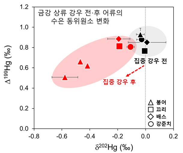 집중강우 발생 후 금강 상류 어류의 수은 안정동위원소비 변화. 포스텍 제공