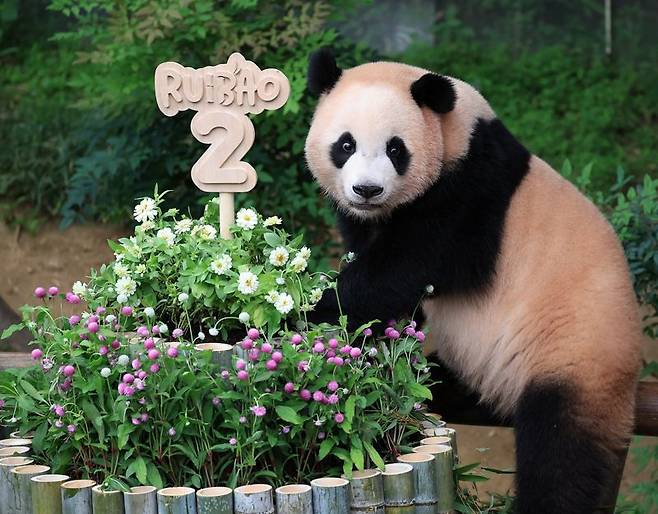 첫째 루이바오. 삼성물산 리조트부문 제공