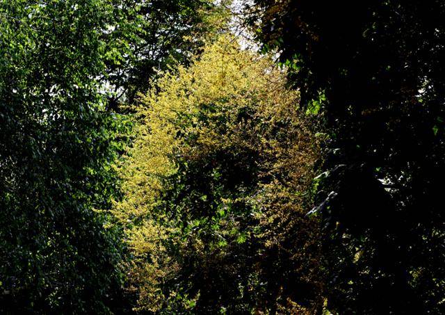 모감주나무는 6월이면 황금빛 꽃을 피우는데 이 나무는 꽃잎이 떨어질 때면 마치 금비가 내리는 듯해 ‘황금비나무’라 불리기도 한다.