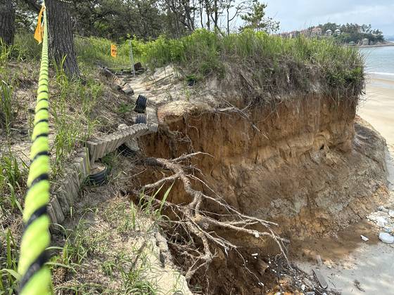 신안군 증도 우전해수욕장의 곰솔숲 산책로가 침식으로 인해 끊겨 출입이 통제되고 있다. 천권필 기자