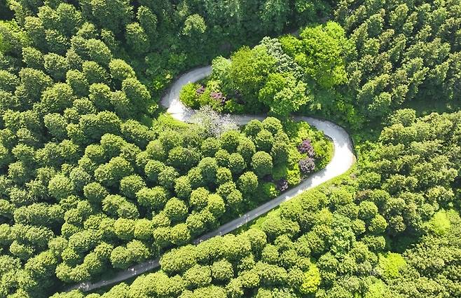 전남 장성군 축령산 편백숲 / 사진 = 장성군