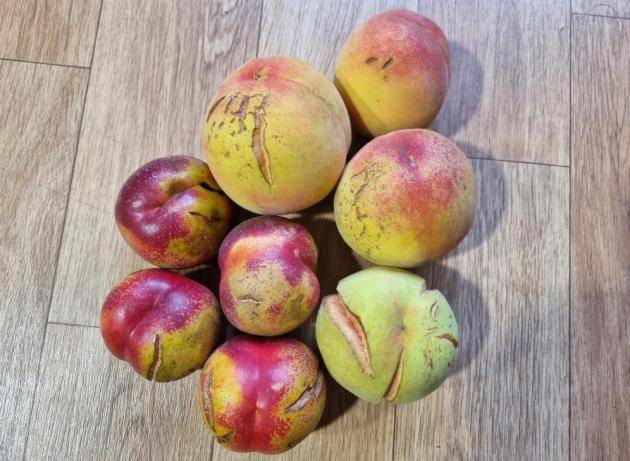 열과 피해를 입은 복숭아의 표면이 갈라져 내부가 드러나 있다. <독자 제공>