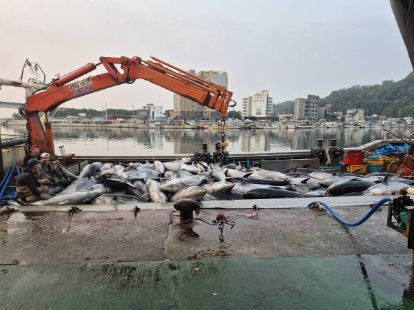 영덕 앞바다에서 대형 참다랑어(참치)가 무더기로 잡혔으나 쿼터 초과로 폐기되고 있다. 독자 제공