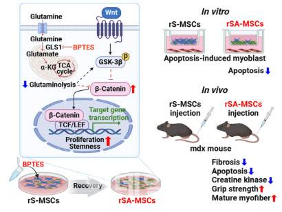 ‘STEM CELLS Translational Medicine’ 저널에 게재된 이엔셀 연구 결과 요약 (자료=이엔셀)