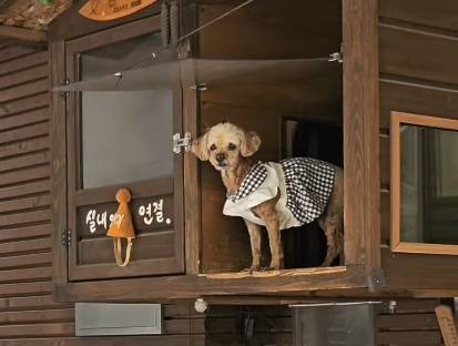 가끔 등장하는 푸들(인스타그램 onfactory1 제공) ⓒ 뉴스1