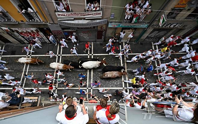 7일(현지시간) 스페인 팜프로나에서 열린 산 페르민 축제의 '엔시에로'에서 참가자들이 황소와 함께 달리고 있다. ⓒ AFP=뉴스1