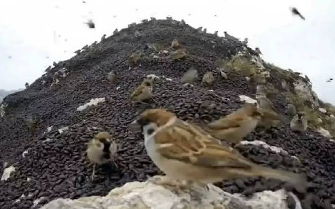 기사 이해를 돕기 위한 사진으로 AI합성 이미지. 엑스 캡처