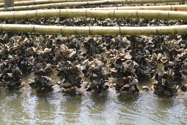 굴 양식장의 모습. 게티이미지뱅크 제공.