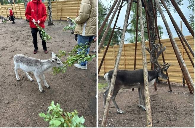 산타 마을에 사는 루돌프 순록들. /사진= 강예신 기자