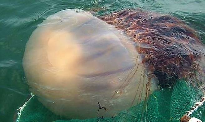 노무라입깃해파리(기사 내용과 직접 관련 없음). 해양수산부 제공