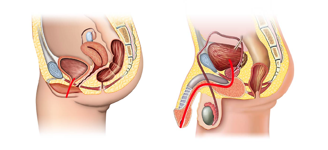 여성과 남성의 요도 길이 차이