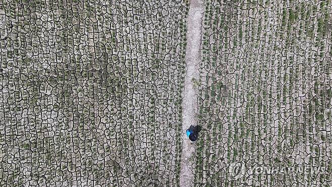 바짝 말라버린 하논분화구의 벼 논 (서귀포=연합뉴스) 박지호 기자 = 폭염으로 인한 가뭄이 이어진 8일 오후 제주 서귀포시 하논분화구 내 논바닥이 쩍쩍 갈라져 있다.
국내 최대 규모의 마르형 분화구인 하논분화구는 하루 1천∼5천ℓ 이상의 용천수가 분출돼 논으로 쓰이는 땅이 많다. 2025.7.8 jihopark@yna.co.kr