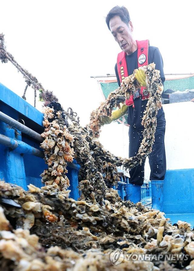 지난해 8월 통영시 한 멍게 양식 어장에서 어민이 고수온에 내장이 터져 뿌옇게 보이는 폐사한 멍게를 건지고 있다./연합뉴스/
