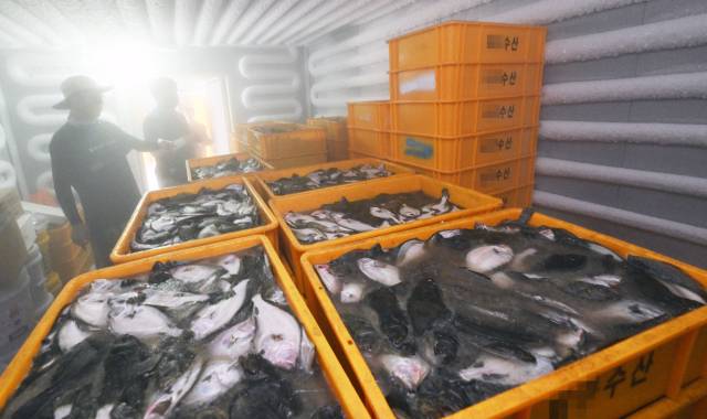 고수온으로 양식어류 폐사가 급증했던 지난해 8월 거제시 한 양식장 냉동창고에 폐사한 넙치가 상자에 담겨 있다./경남신문DB/