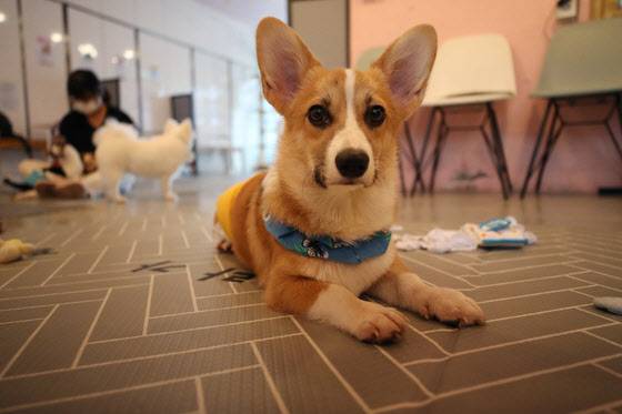 동물권 보호를 위해 동물을 물건으로 규정한 민법을 바꿔야 한다는 목소리가 나온다. (사진=연합뉴스)