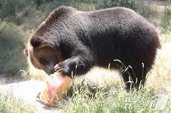 열흘 넘게 폭염이 계속된 9일 오후 대구 중구 달성공원에서 에조 불곰이 얼음 과일을 먹으며 더위를 식히고 있다. 2025.7.9/뉴스1 ⓒ News1 공정식 기자