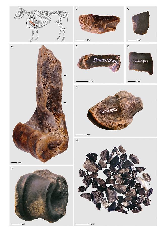 유적지에서 발굴된 뼈와 뼛조각들. 가열된 뼈에서 흔히 볼 수 있는 색깔(진갈색, 검은색, 흰색)과 질감이 나타났다. 라이덴대 제공