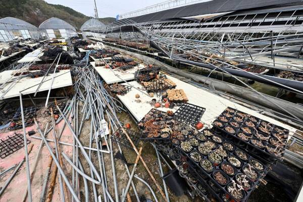 지난해 11월 경기지역에 쏟아진 기록적인 폭설로 큰 피해를 입은 용인특례시 처인구 남사읍 한 화훼농원이 복구되지 않은 채 처참한 모습으로 남아 있다. 경기일보DB