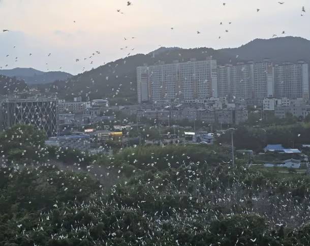 전남 나주 송월동의 한 아파트 인근에 백로떼가 서식하면서 주민들이 악취와 소음 등 피해를 호소하고 있다. 뉴스1