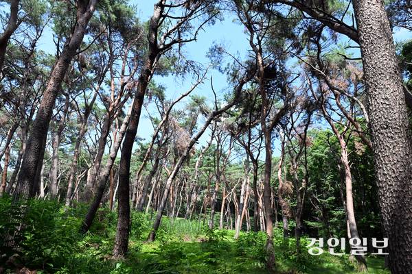 9일 오후 화성시 융건릉 소나무 숲이 지난 겨울 폭설과 최근 폭염 등으로 피해를 보고 있으나 복구작업이 지연되면서 노송 관리에 우려의 목소리가 커지고 있다. 사진은 화성시 융건릉에 지난 겨울 폭설로 부러진 소나무가 죽어가는 채 방치되고 있는 모습. 2025.7.9 /임열수기자 pplys@kyeongin.com