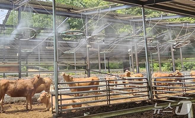 합천군의 한 축사에 안개분사기와 냉각 팬이 가동되고 있다. 2025.7.8/뉴스1 한송학기자