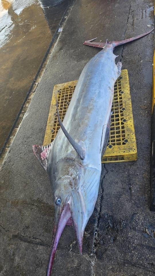 강원 삼척 앞바다에서 잡힌 황새치. 정연철 삼척시의원 제공