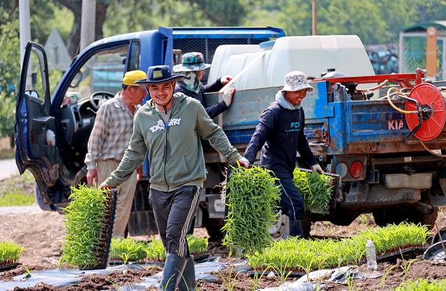 계절근로자들이 충북 괴산군 연풍면의 한 농가에서 옥수수 파종과 순 제거 작업에 구슬땀을 흘리고 있다. 뉴시스