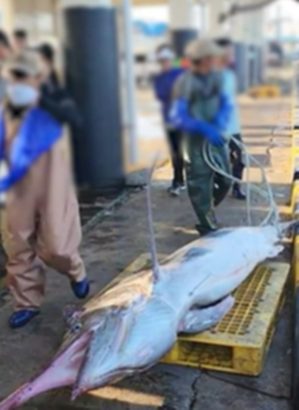 삼척에서 잡힌 황새치. 정연철 삼척시의원 제공