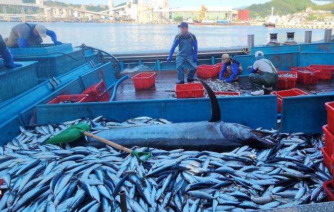 삼척에서 잡힌 황새치. 정연철 삼척시의원 제공