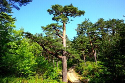 울진 금강송 군락지 전경ⓒ경북도