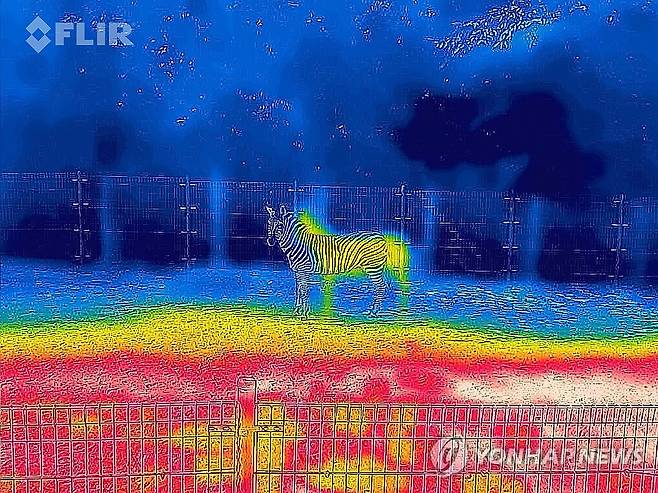 그늘 찾아 떠나는 얼룩말 (광주=연합뉴스) 정다움 기자 = 연일 폭염특보가 이어지고 있는 10일 오전 광주 북구 우치공원 동물원에 있는 얼룩말을 열화상 카메라로 촬영한 모습. 온도가 낮은 곳은 푸르게, 높은 곳은 붉게 표시돼 있다. 2025.7.10 daum@yna.co.kr