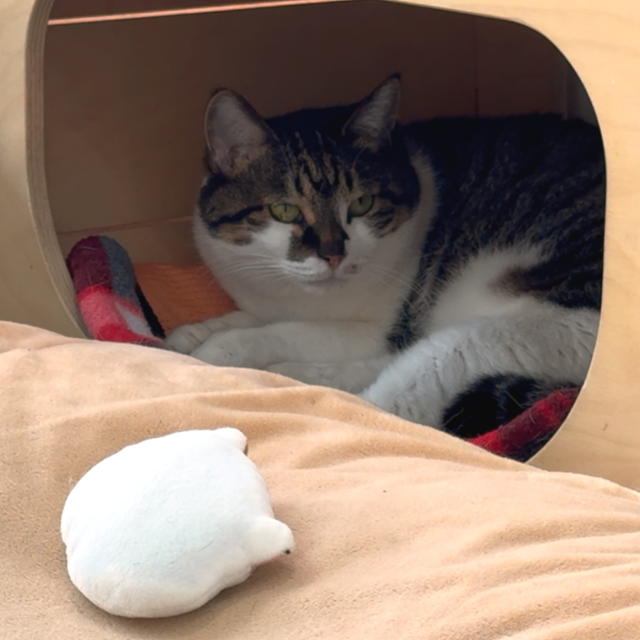 경기 파주시에 위치한 동물자유연대 고양이 보호소 '온캣'에서 보호받고 있는 고양이 '밀레'의 모습. 밀레는 길고양이 시절 일가족이 들개 무리의 공격을 받은 적이 있다. 동그람이 정진욱