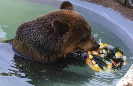 열흘 넘게 폭염이 계속된 지난 9일 오후 대구 중구 달성공원 동물원에서 에조 불곰이 물웅덩이에 몸을 담근 채 얼음 과일을 먹으며 더위를 식히고 있다. 송봉근 기자