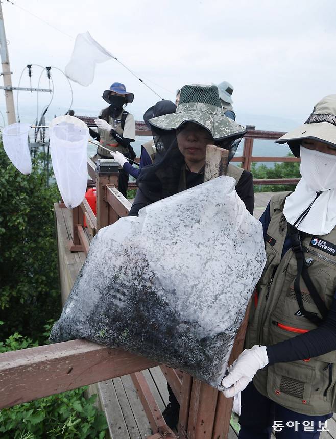 4일 인천 계양구 계양산 정상에서 붉은등우단털파리(러브버그) 방제 작업을 벌인 환경부 직원이 이날 수거된 러브버그 사체가 담긴 봉투를 들어 보였다. 최근 계양산에는 계단에 발 디딜 틈도 없이 러브버그 사체가 쌓이는 등 러브버그가 대량으로 출몰해 등산객의 불편이 컸다. 인천=신원건 기자 laputa@donga.com