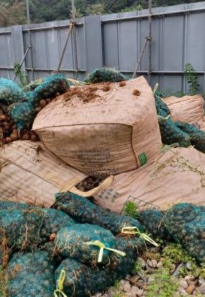 ▲ 강릉시 구정면 금광리의 한 건설주기장에 농산물 폐기물이 대량으로 버려져있다.