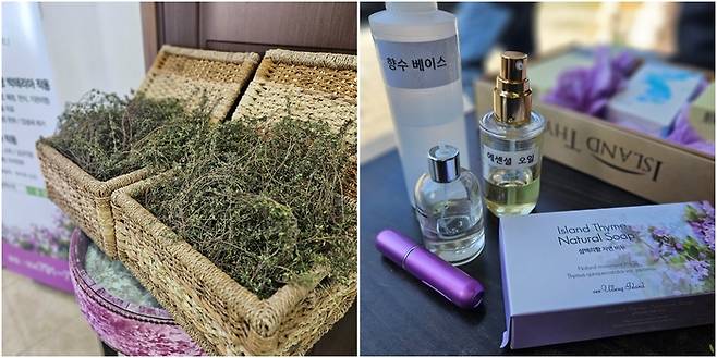 나리분지에서 자생하는 섬백리향과 향수 만들기 키트 프로그램