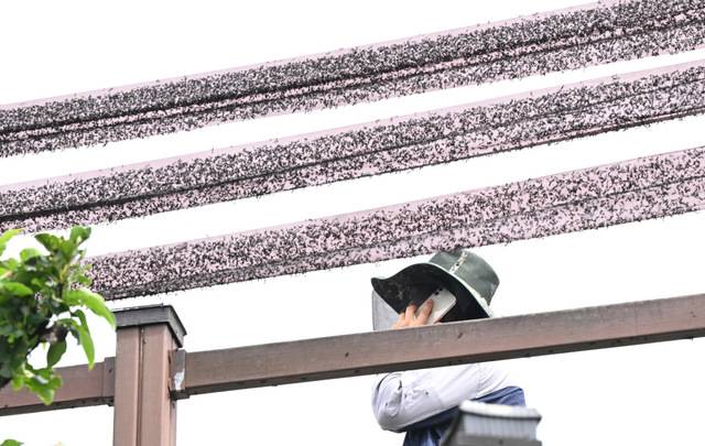 러브버그(붉은등우단털파리)가 창궐한 지난달 30일 인천시 계양구 계양산 정상에서 시에서 설치한 끈끈이에 죽은 러브버그들이 잔뜩 붙어 있다. 인천=최현규 기자